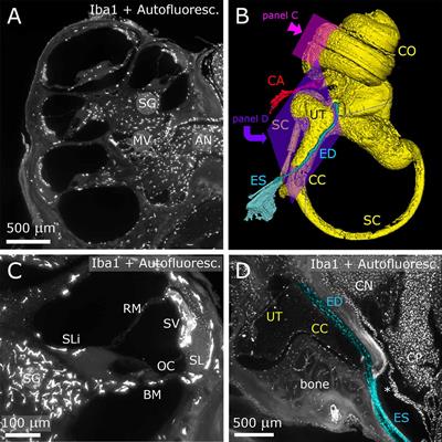 iDISCO+ for the Study of Neuroimmune Architecture of the Rat Auditory Brainstem